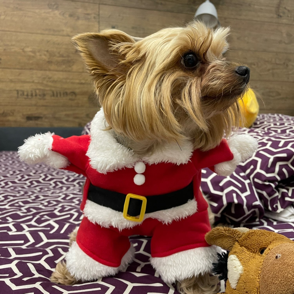Winter Pet Dog Jacket Coat For - đánh giá và giá Winter Clothing In French
